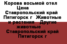 Корова восьмой отел › Цена ­ 55 000 - Ставропольский край, Пятигорск г. Животные и растения » Другие животные   . Ставропольский край,Пятигорск г.